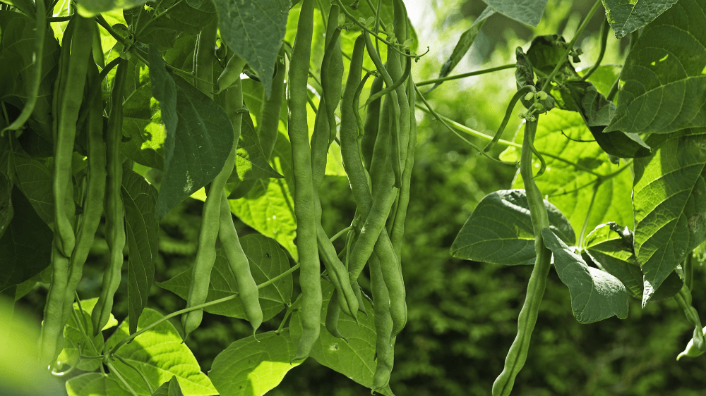 How to grow runner beans Patch Plants